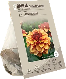 Dahlia Creme de Cognac gul/orange Garden