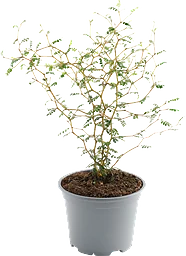 Dvärgkowhai 12cm kruka Höjd 35cm