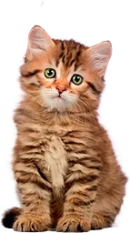 Väggkalender 2026 Katter