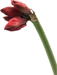 Amaryllis singel 1-p 80cm röd