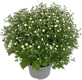 Krysantemum boll